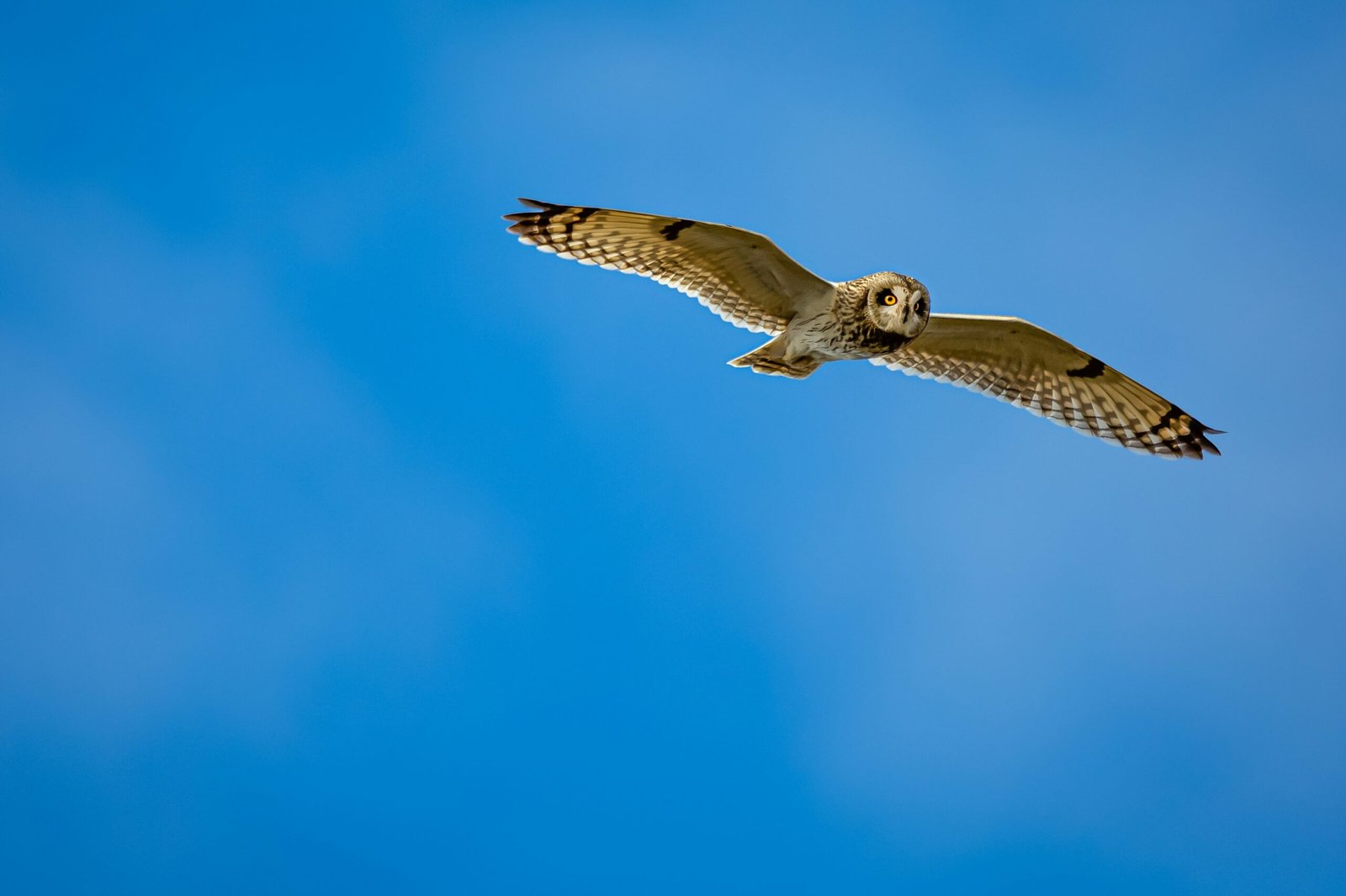 brown and white owl flying under blue sky during daytime